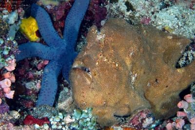Philippines 2023 - Anilao - DSC07305 Giant frogfish  Antennaire de Commerson  Antennarius commerson